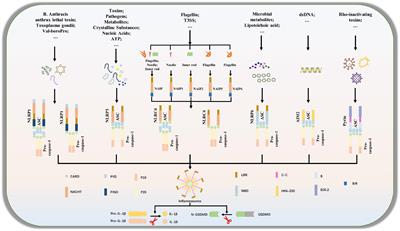 Microglial pyroptosis: Therapeutic target in secondary brain injury following intracerebral hemorrhage